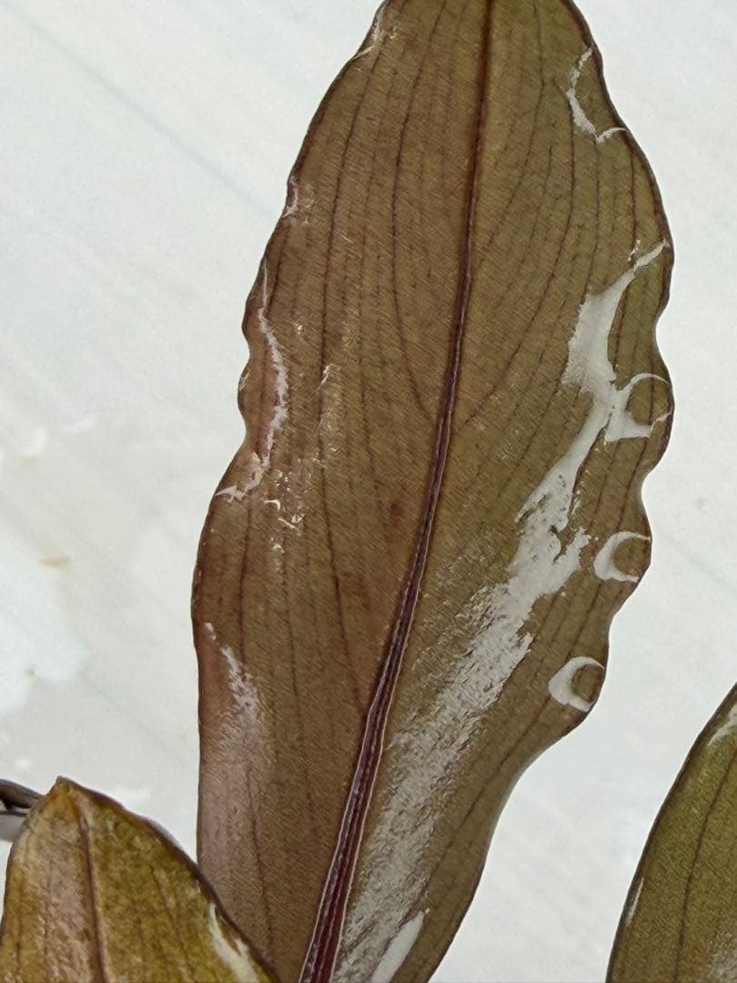 紫*ン様 ⭐︎ブセファランドラ モトレィアーナ黒青赤軸絶品個体①パダワン　根伏せ