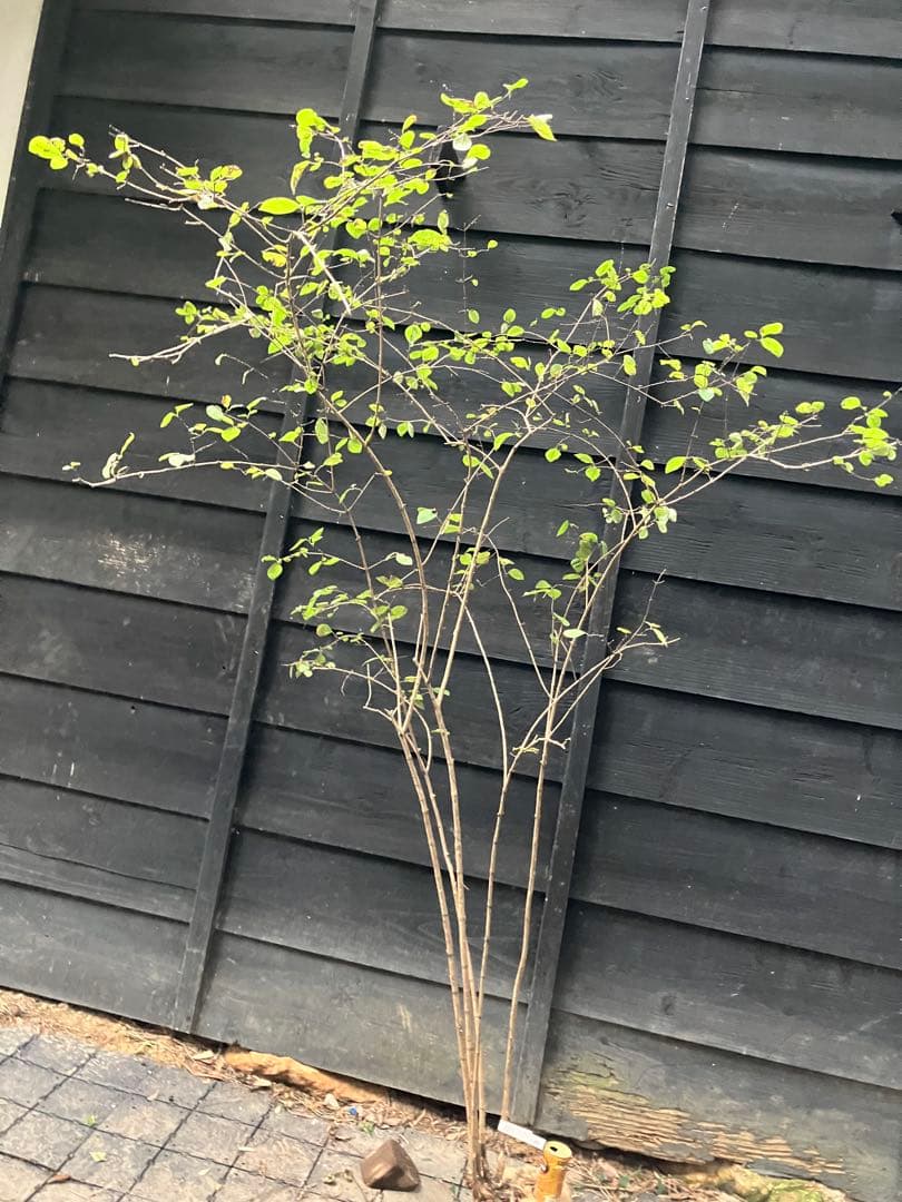 90 山採り　ウグイスカグラ