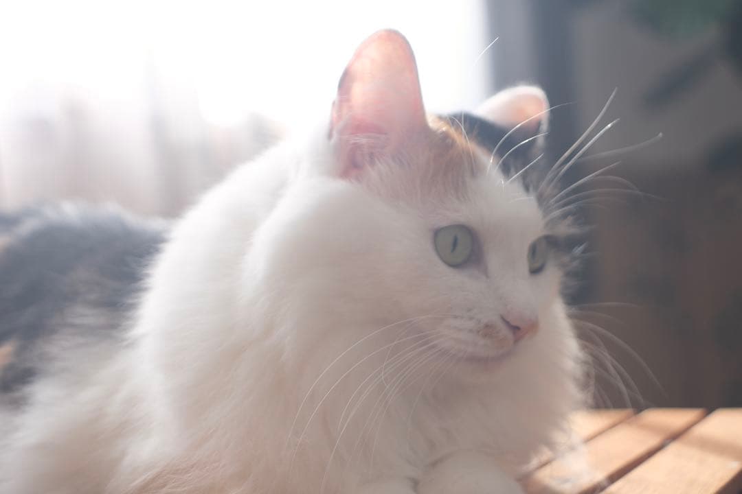 お値引OK★作例あり★Jena Flektogon 35mm f2.8 m42