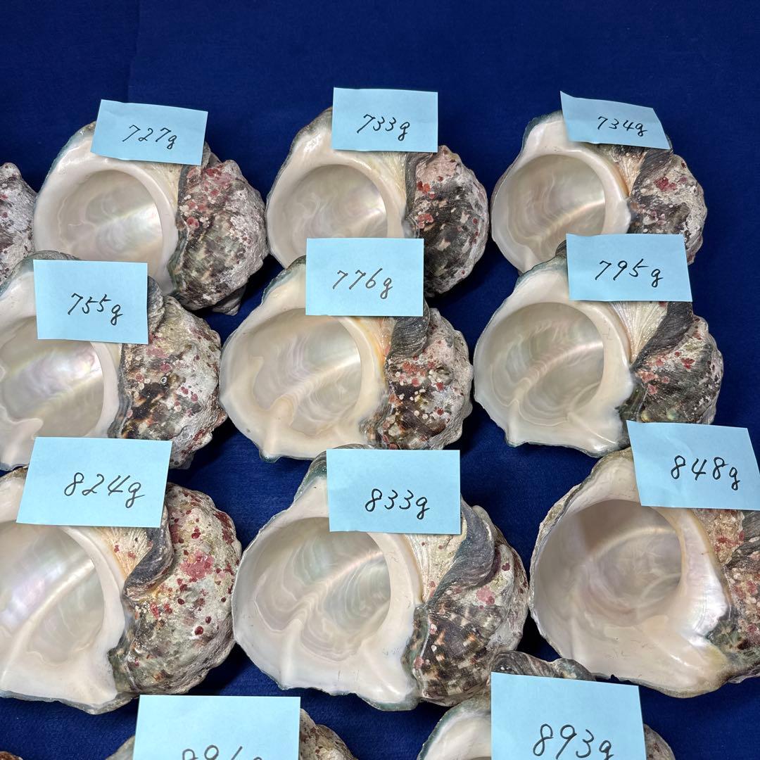 夜光貝　ヤコウ貝　まとめ売り　19個　15kg アクセサリー　ルアー