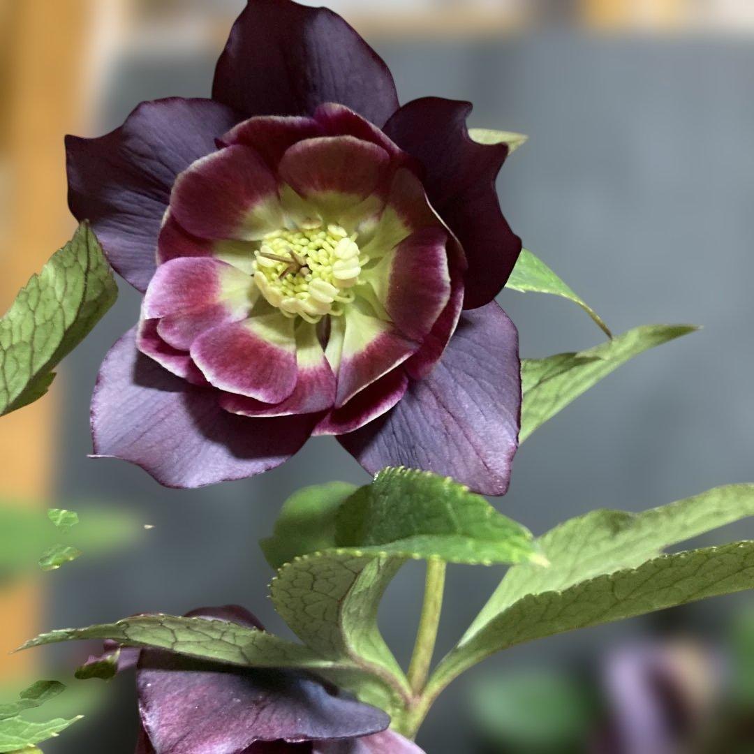 クリスマスローズ雅 八重咲き 紫