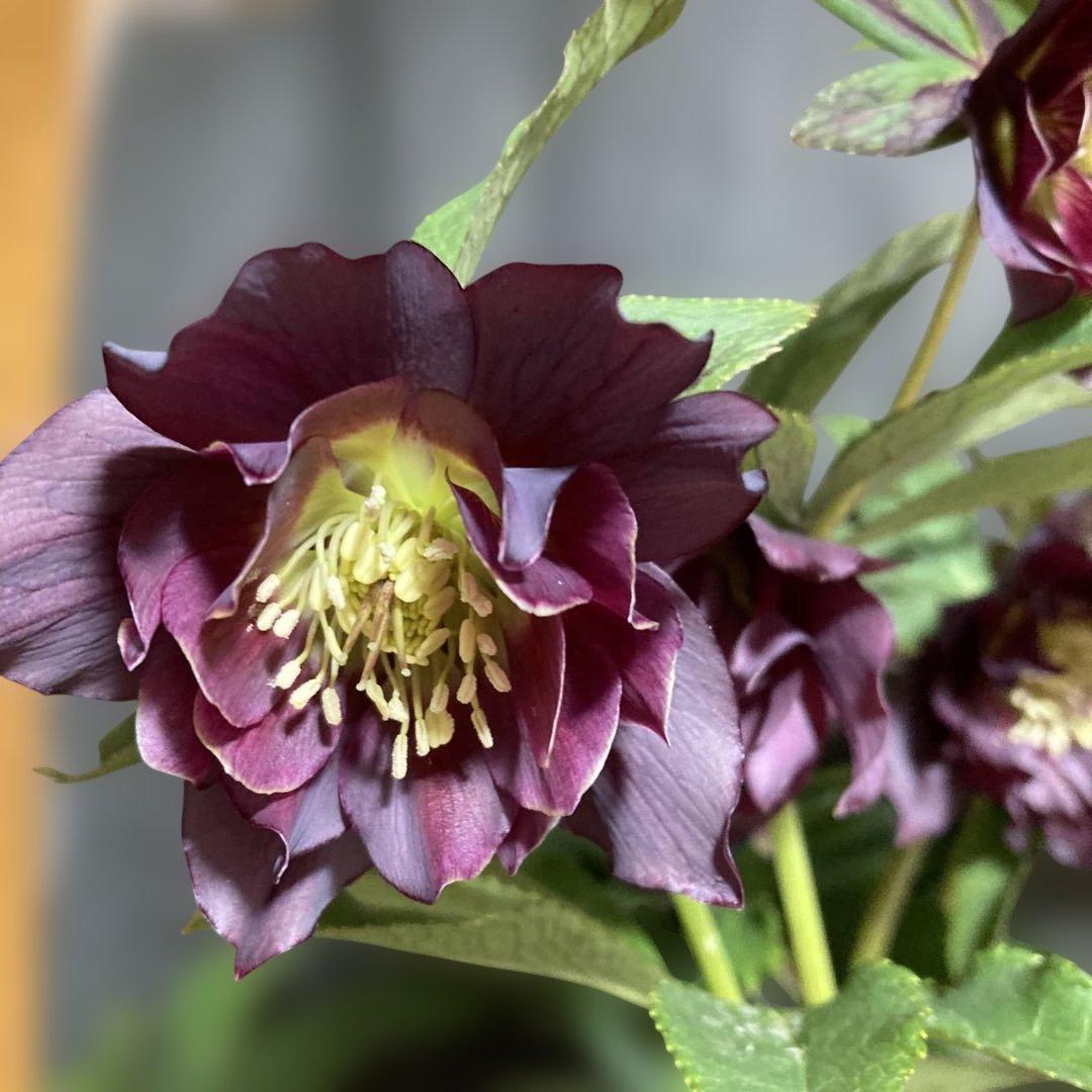 クリスマスローズ雅 八重咲き 紫