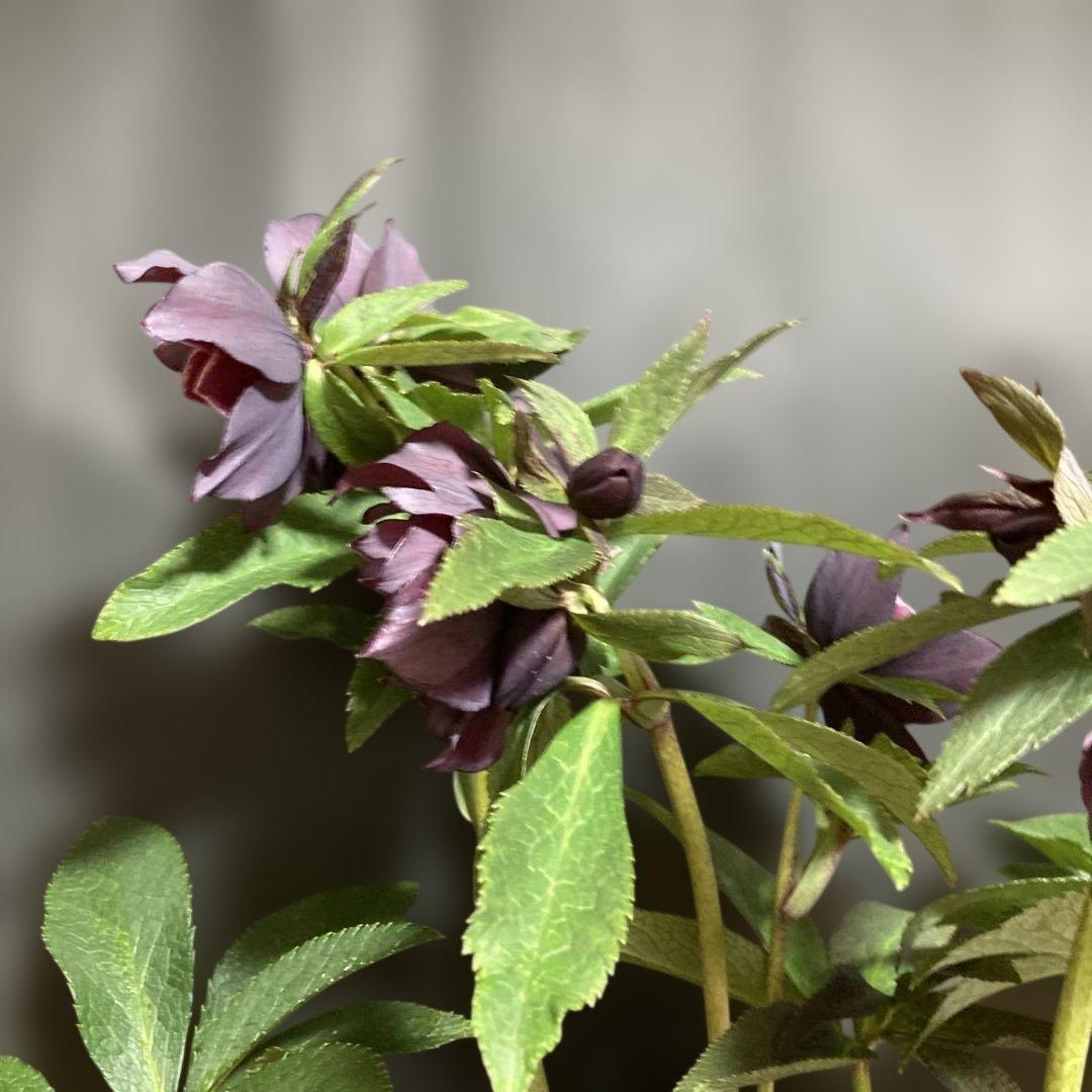 クリスマスローズ雅 八重咲き 紫