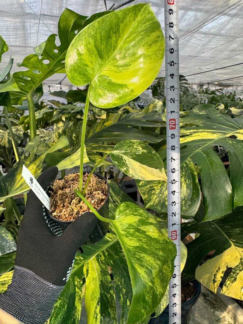 R3モンステラ　イエローマリリン　黄斑入り