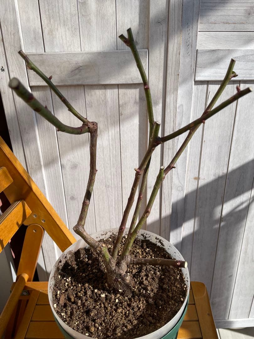 ウィンディーネ バラ　6号大苗　ロサオリエンティス