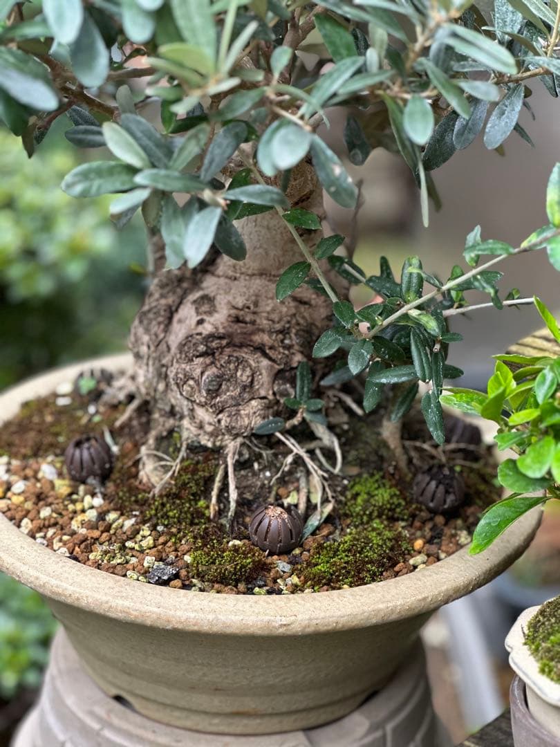 オリーブ盆栽
