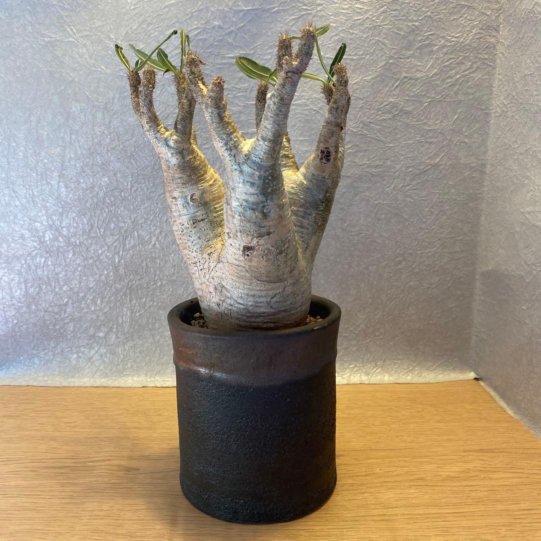 グラキリス多頭 美株 現地球