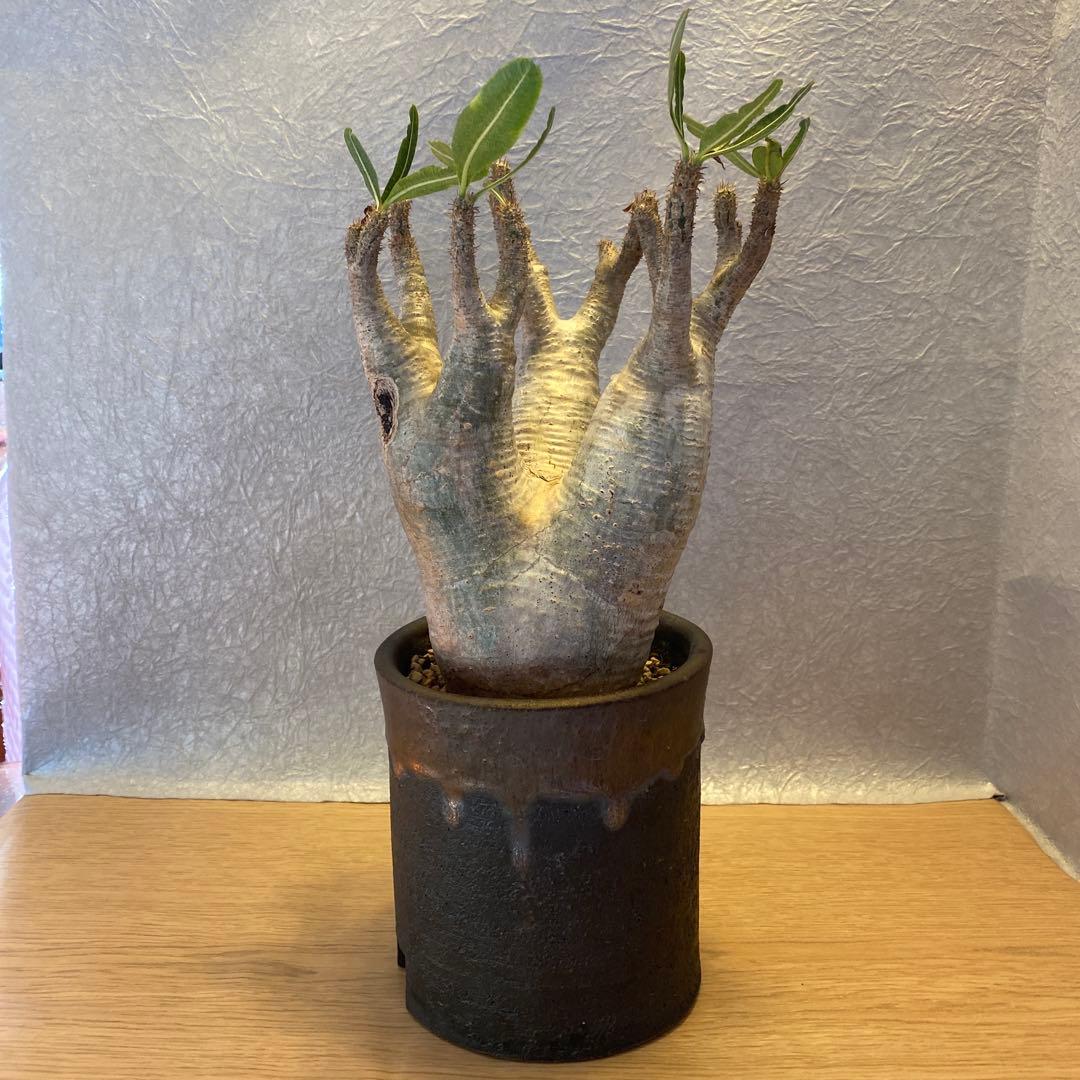 グラキリス多頭 美株 現地球