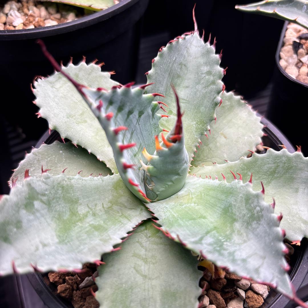 アガベ　フロスティクリスタル　イシパラ　ハイブリッド　イシスメンシス×パラサナ