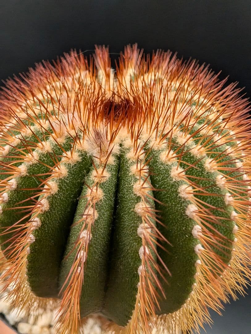 赤刺 エリオカクトイデス 開花球 実生 鉢植えメルカリ便送料込み