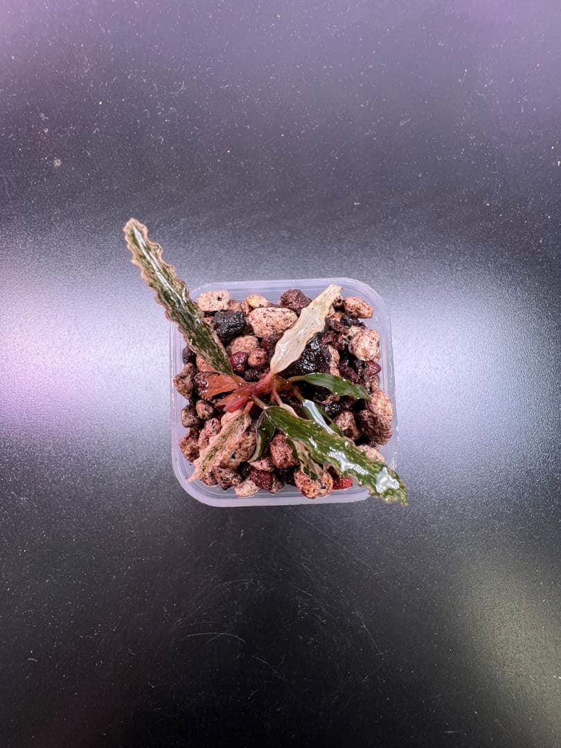 水草 Bucephalandra sp. Variegata Velvet