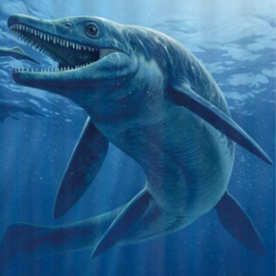 ジュラ紀　魚竜　イクチオサウルス　椎骨化石　大型特大　希少標本　英国産