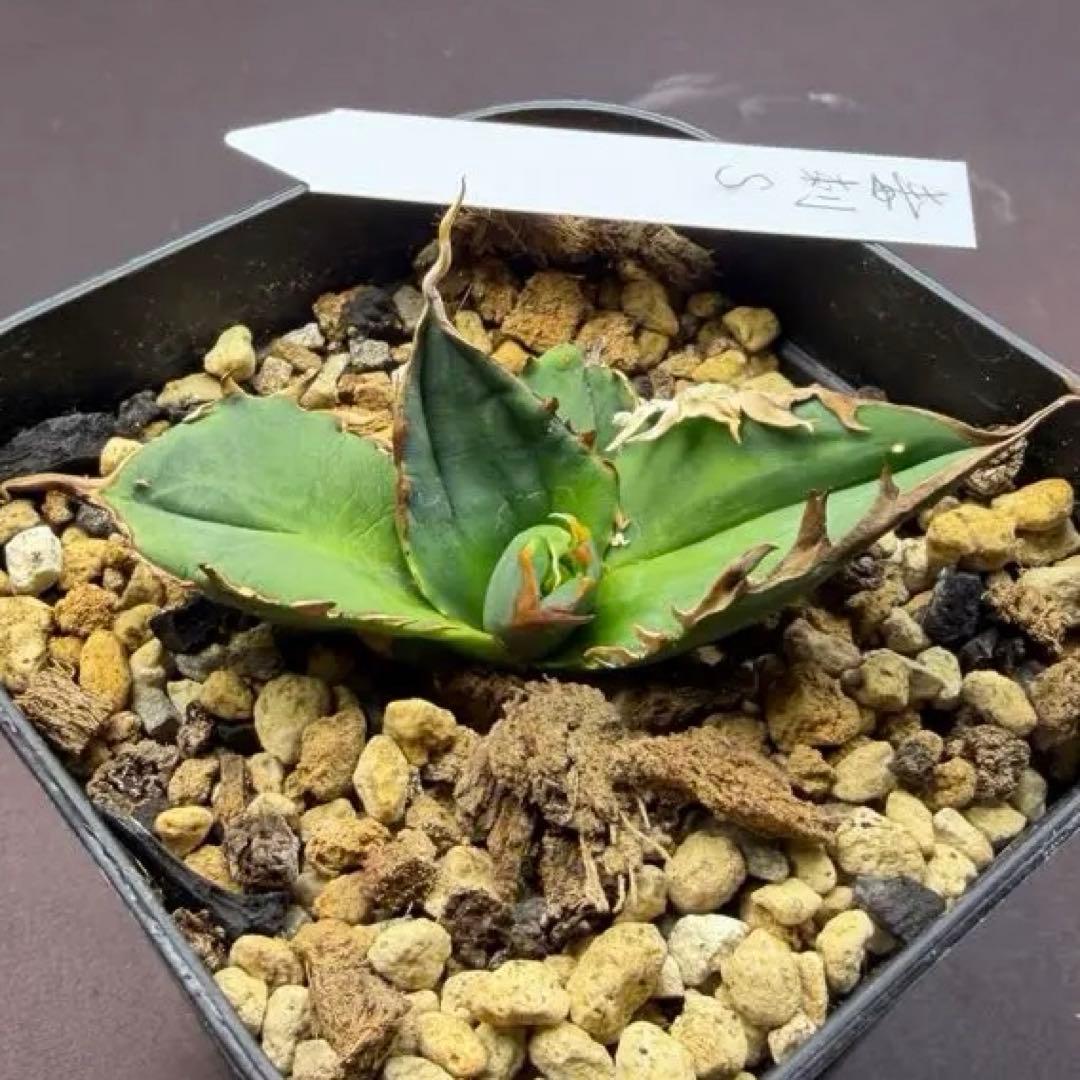 毒刺S(タグあり) アガベ　抜き苗配送