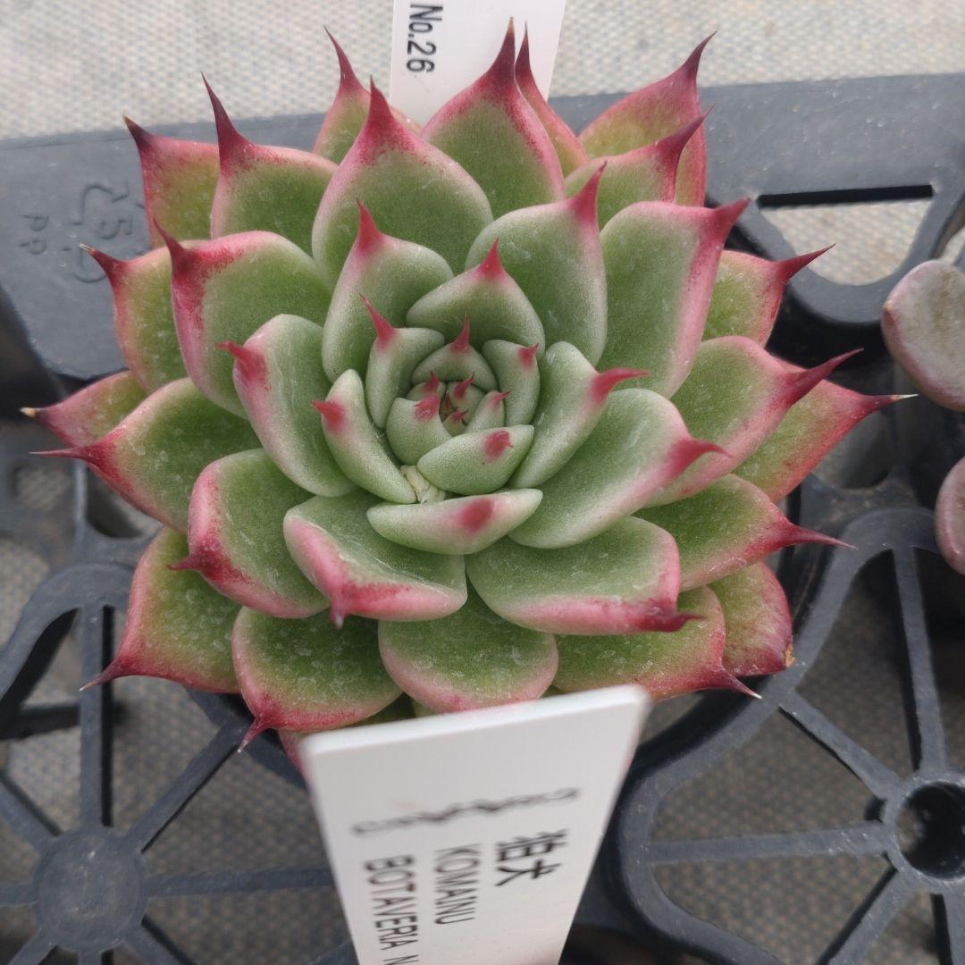 クロロさん専用