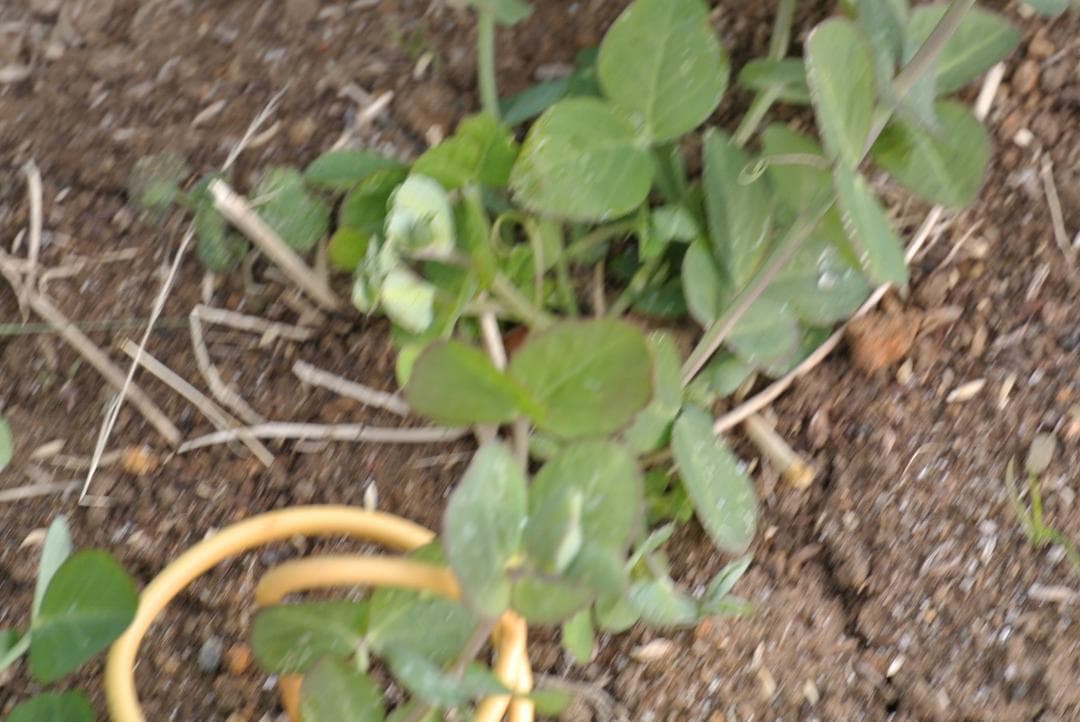 ショット数367枚　NIKON 1 J1 ダブルズームセット 　美品です