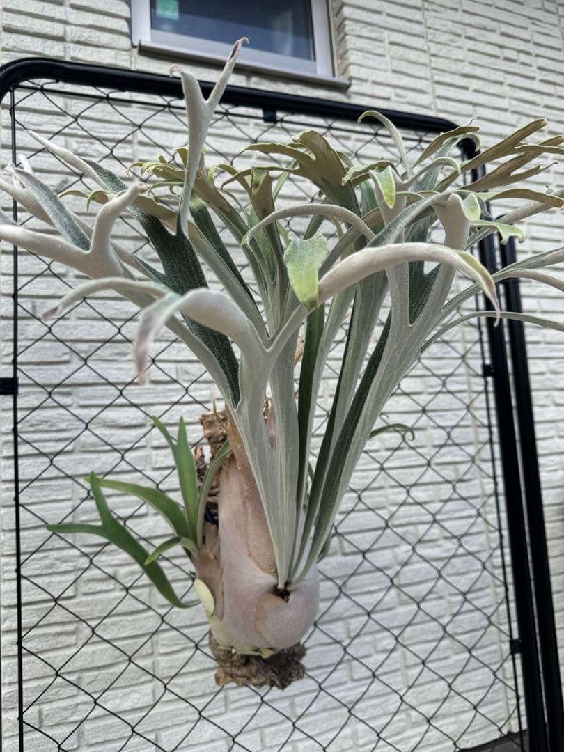 ビカクシダ P.veitchii Auburn  ベイチー AR子株