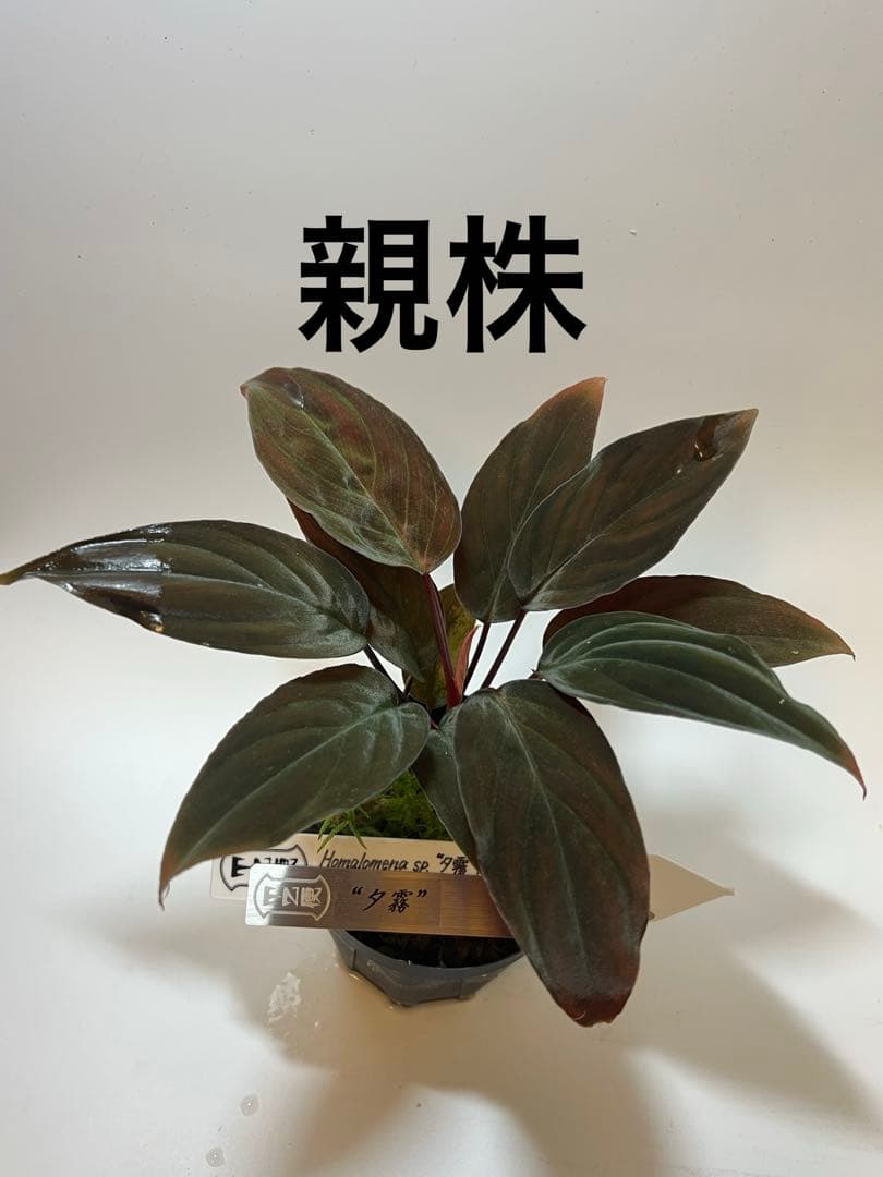し*ん様 Homalomena sp. “夕霧” T-3810-2 ホマロメナ