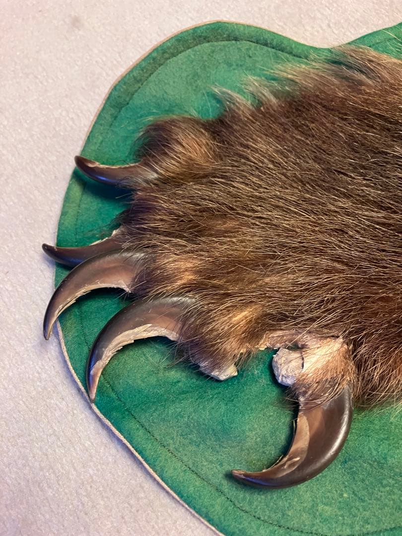 ヒグマ　熊　金毛　剥製　毛皮　絨毯