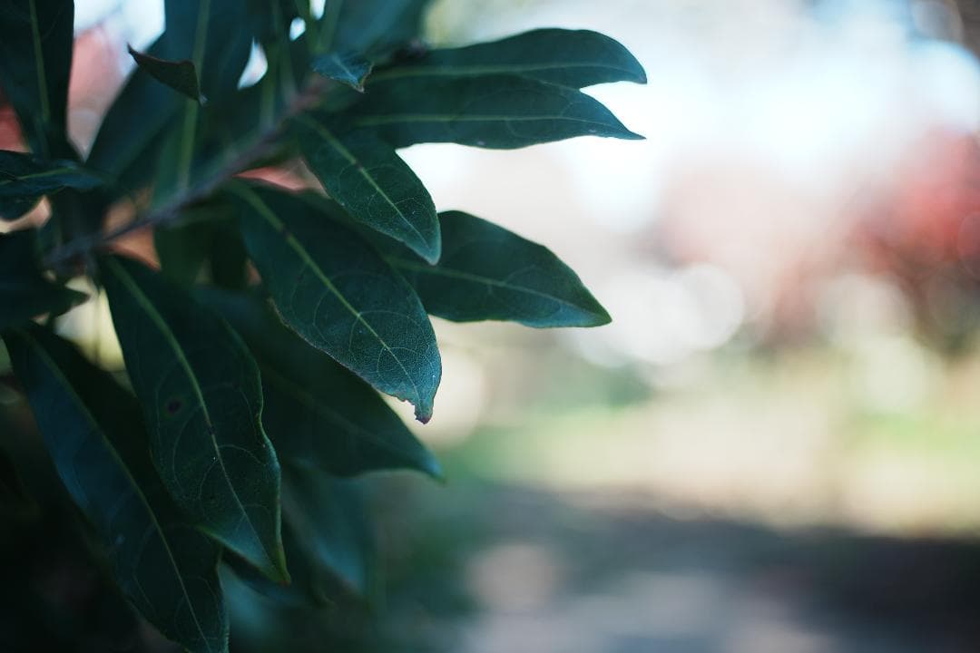 【整備＆テスト済】 ニコン Nikkor-o Auto 35mm F2 738