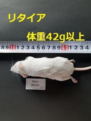 国産冷凍マウス リタイア30匹（送料無料一部地域発送不可）