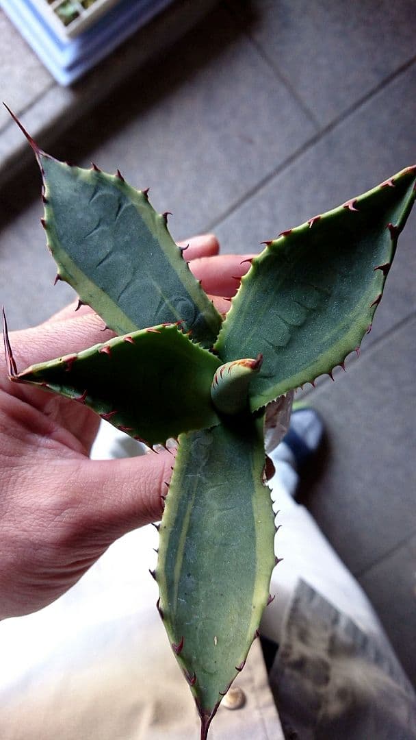 フラワー・ガーデニング Agave parryi  parryi 'Lucky Stripe' 69