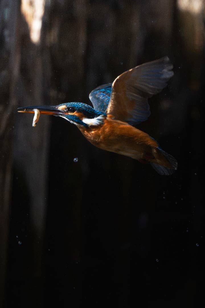 美品 Nikon AF-S 500mm F5.6 E PF ED VR