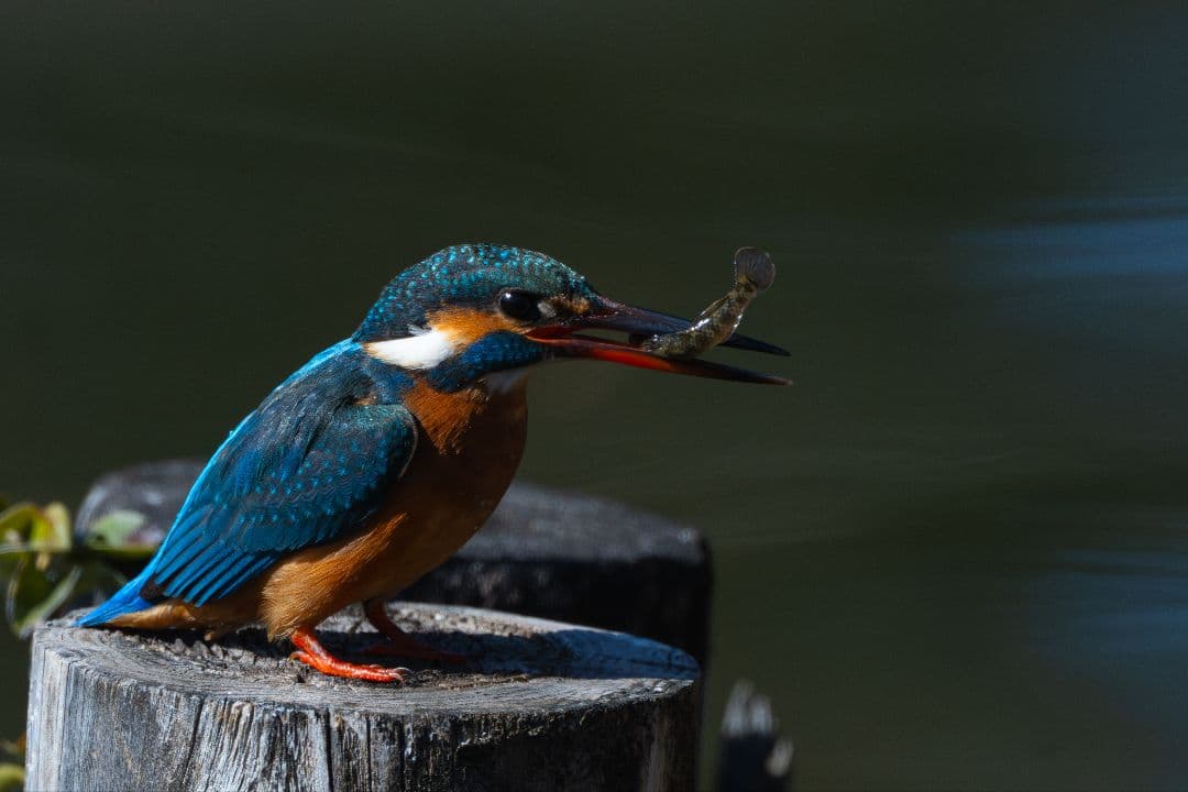 美品 Nikon AF-S 500mm F5.6 E PF ED VR