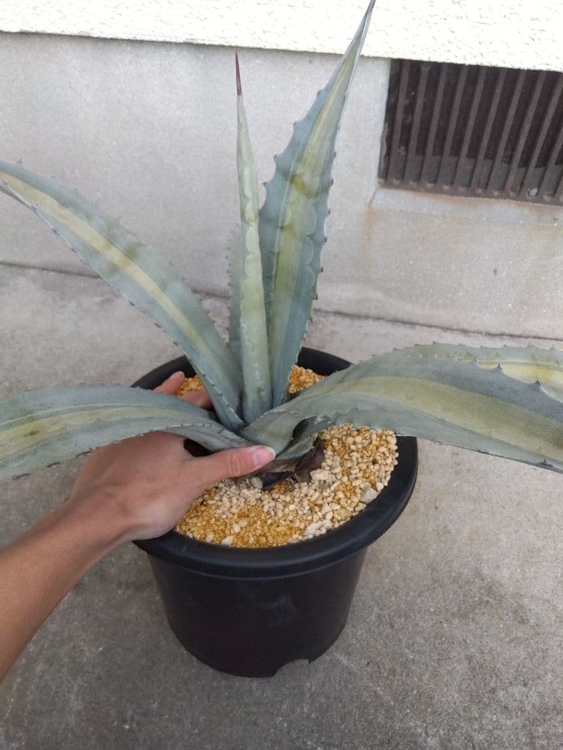 アガベ　エクスパンサ　中斑入り　大株70センチ❗　①
