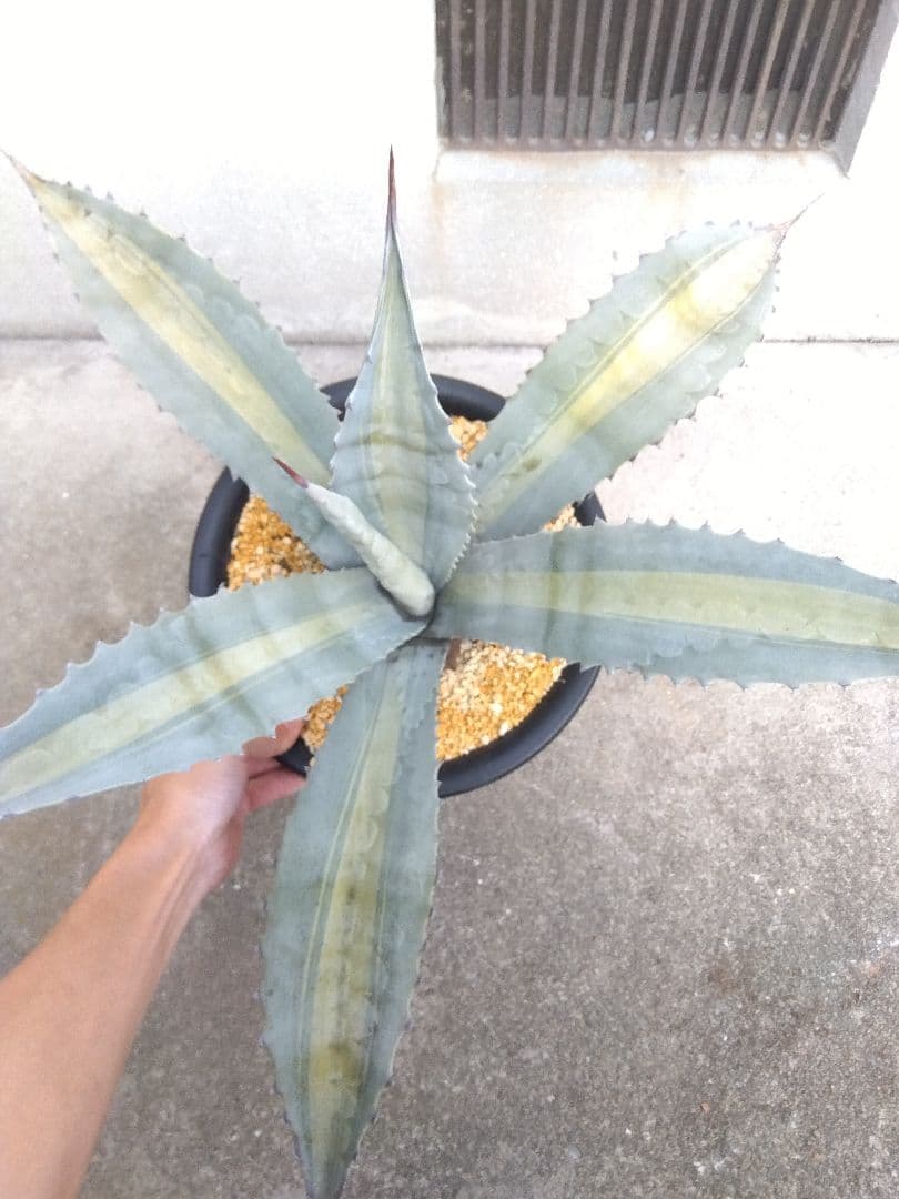 アガベ　エクスパンサ　中斑入り　大株70センチ❗　①