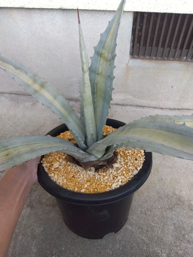 アガベ　エクスパンサ　中斑入り　大株70センチ❗　①
