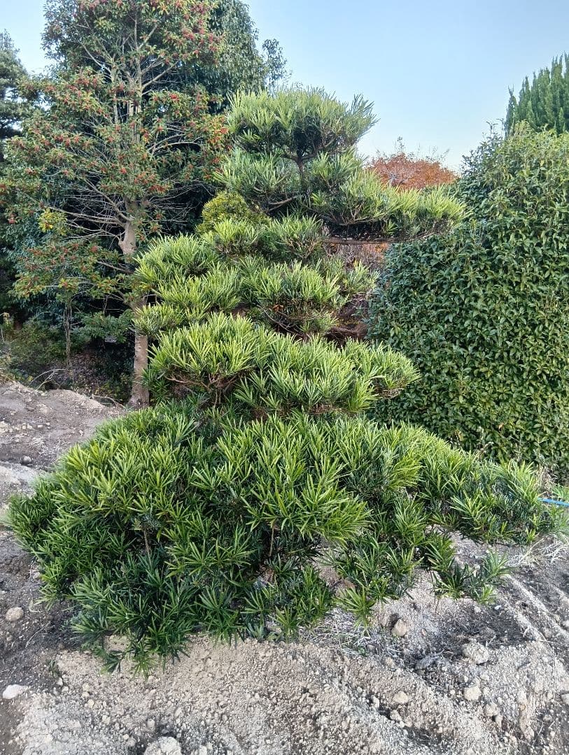 ラカンマキ（カッチョイイサイズ）インテリア用庭木