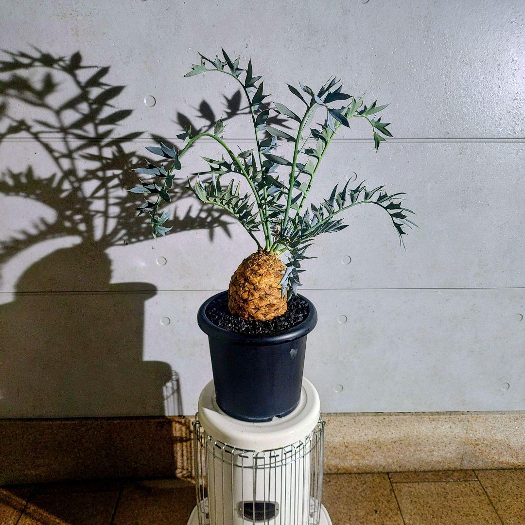 エンセファラルトス　ホリダスEncephalartos horridus