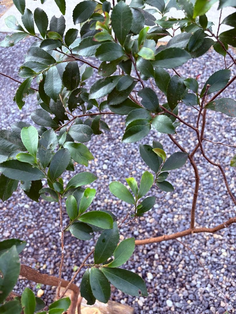 52天然山採り　ヒサカキ