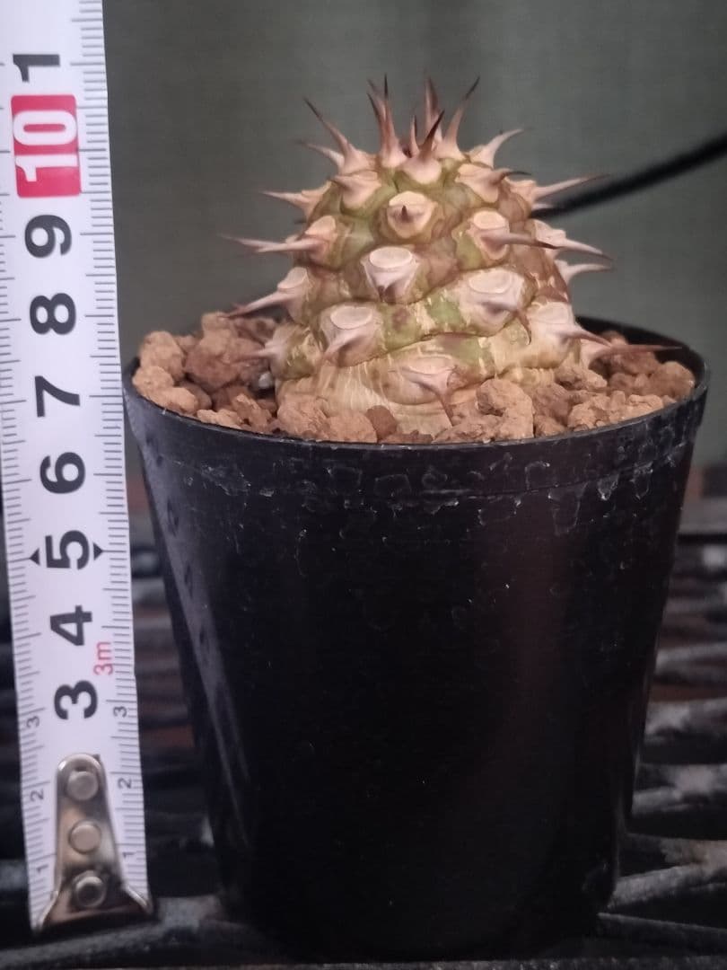 サピニー ユーフォルビア 検) パキプス オベサ カタフ コミフォラ アデニア