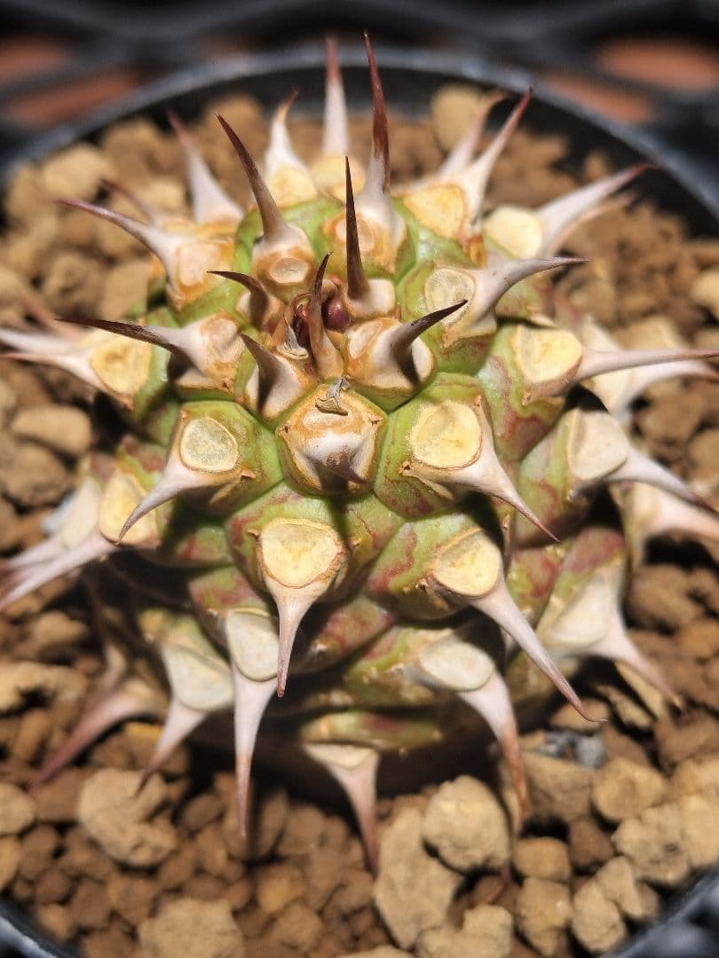 サピニー ユーフォルビア 検) パキプス オベサ カタフ コミフォラ アデニア