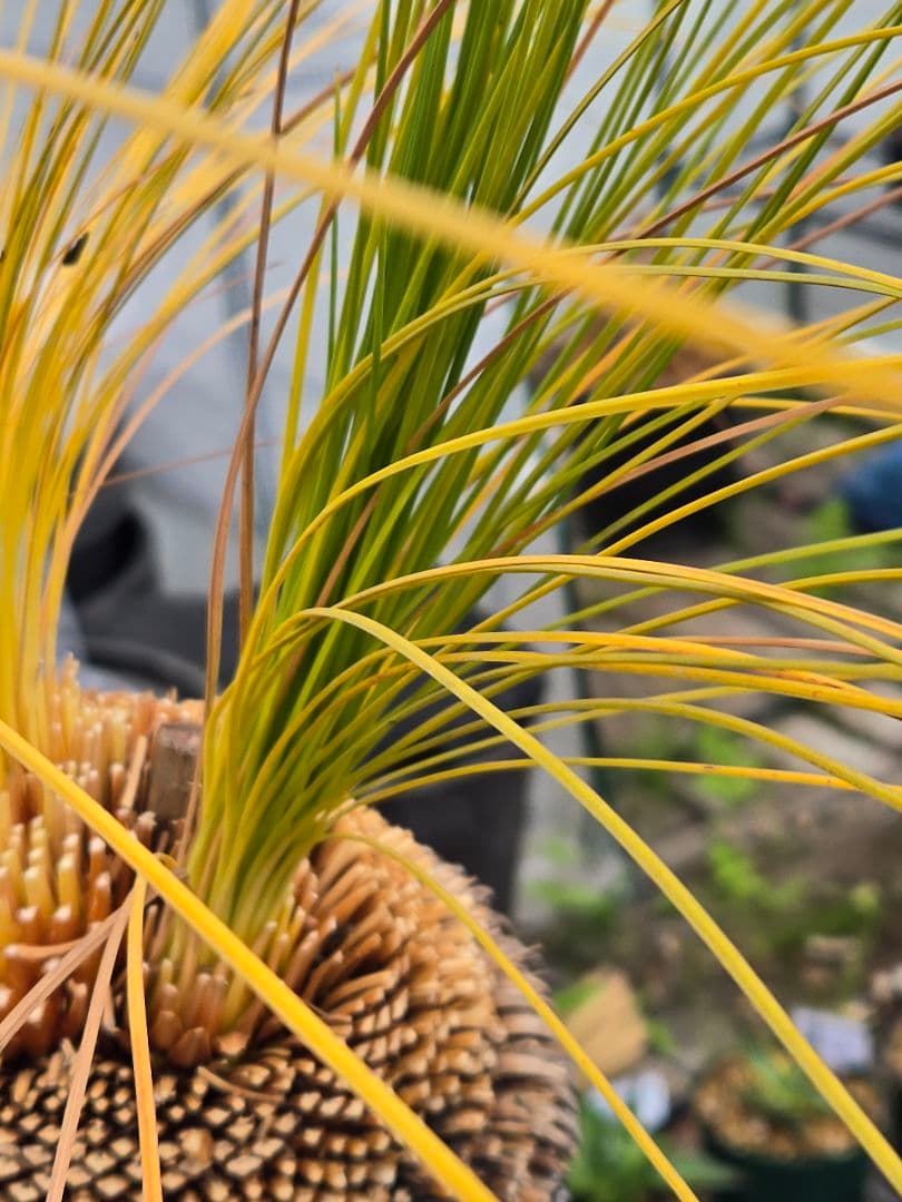 極美　クサントロエア　ジョンソニー　ブラックボーイ