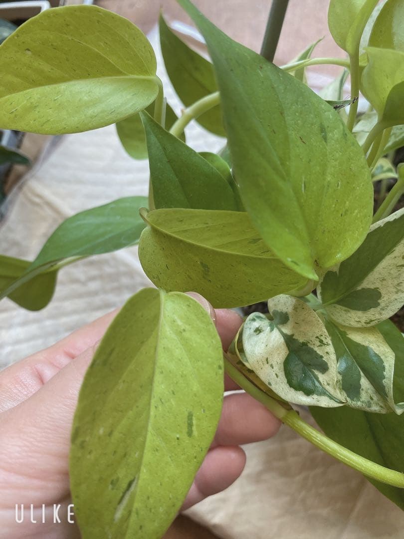 ポトスの寄せ植え　ライムコンパクト(チリ斑)＆エクセレント