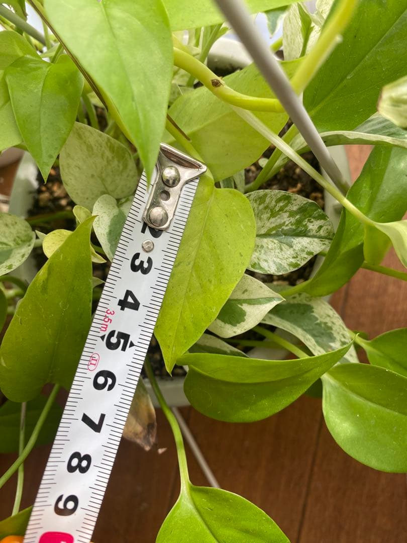 ポトスの寄せ植え　ライムコンパクト(チリ斑)＆エクセレント