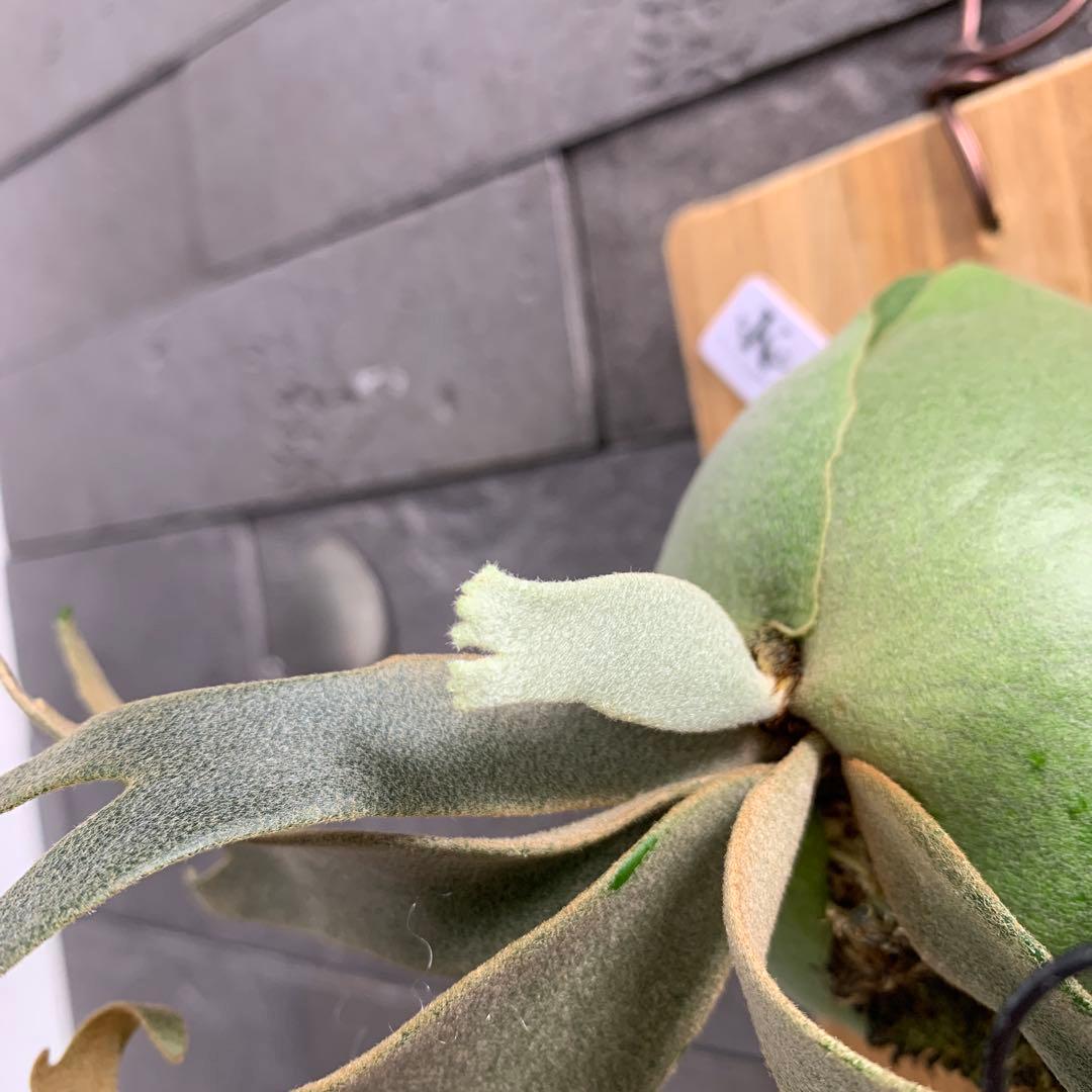 P.willinckii Jenny TC ビカクシダ