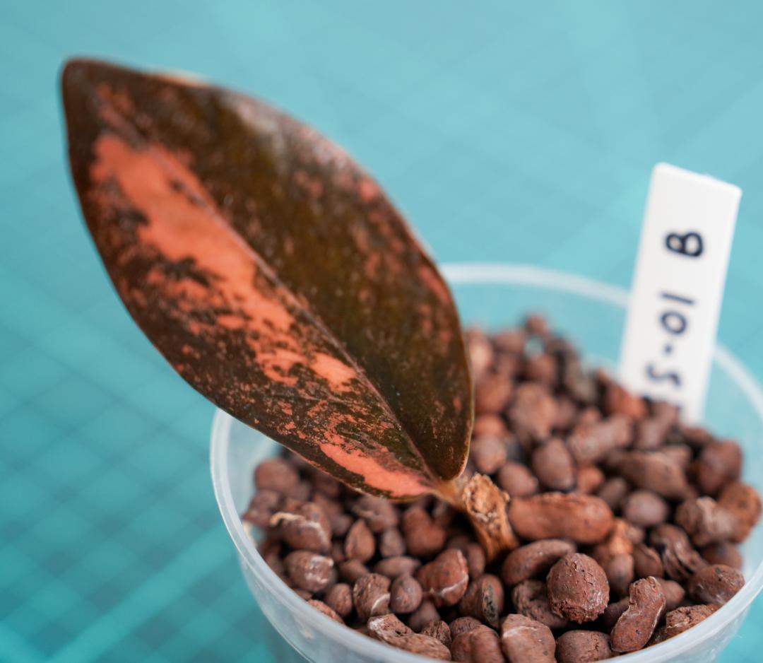 ザミオクルカス 斑入り（2株＋1株おまけセット）