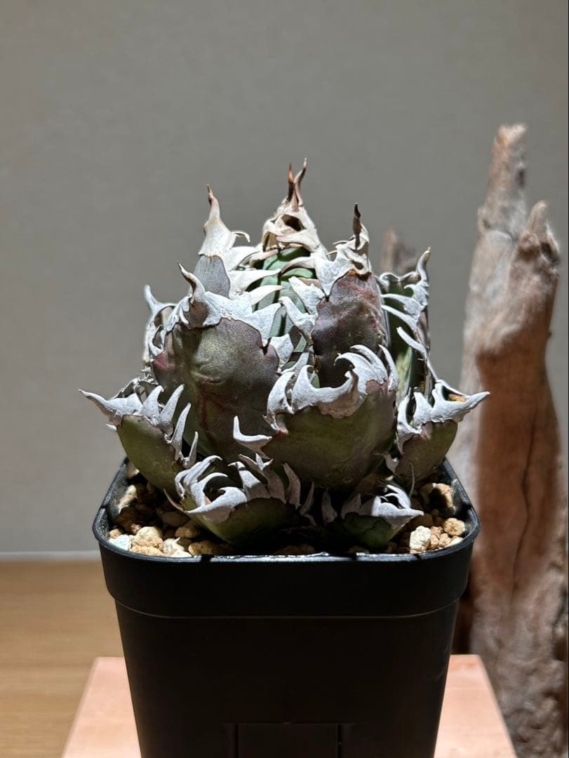 アガベ　赤猫　ゴリ猫　A