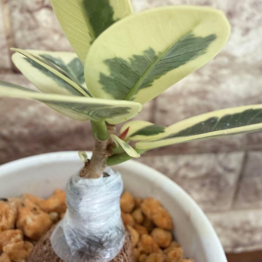 ❤︎パンダガジュマル　斑入り　可愛い台木　接木株　3号鉢❤︎