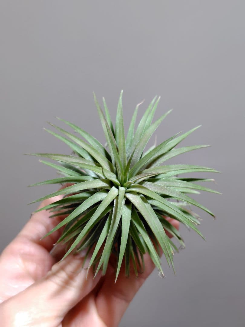 イオナンタ ヘッジホッグ Hedgehog cvc.