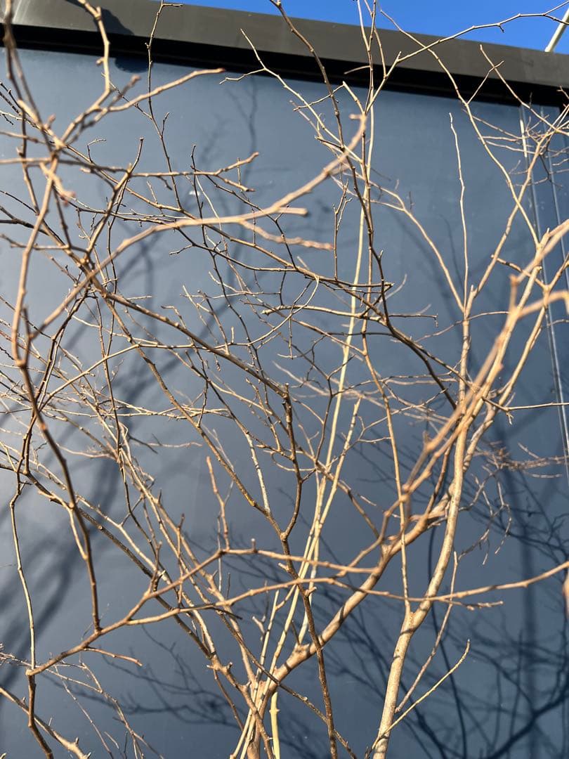 天然樹形 ナツハゼ- 美しい株立ちの自然美