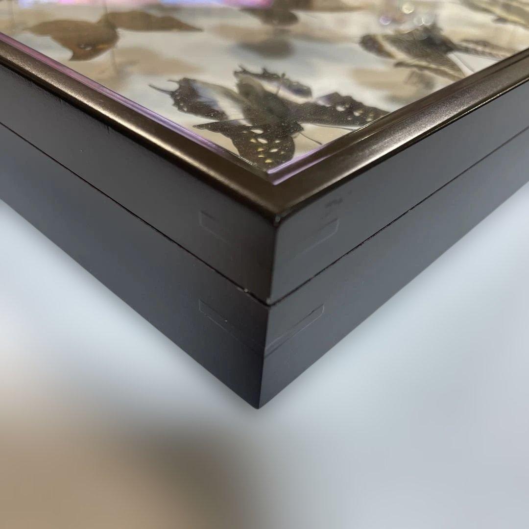 蝶標本、16匹 UV防止膜ドイツ箱