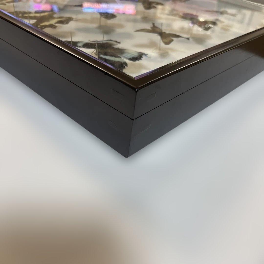 蝶標本、16匹 UV防止膜ドイツ箱