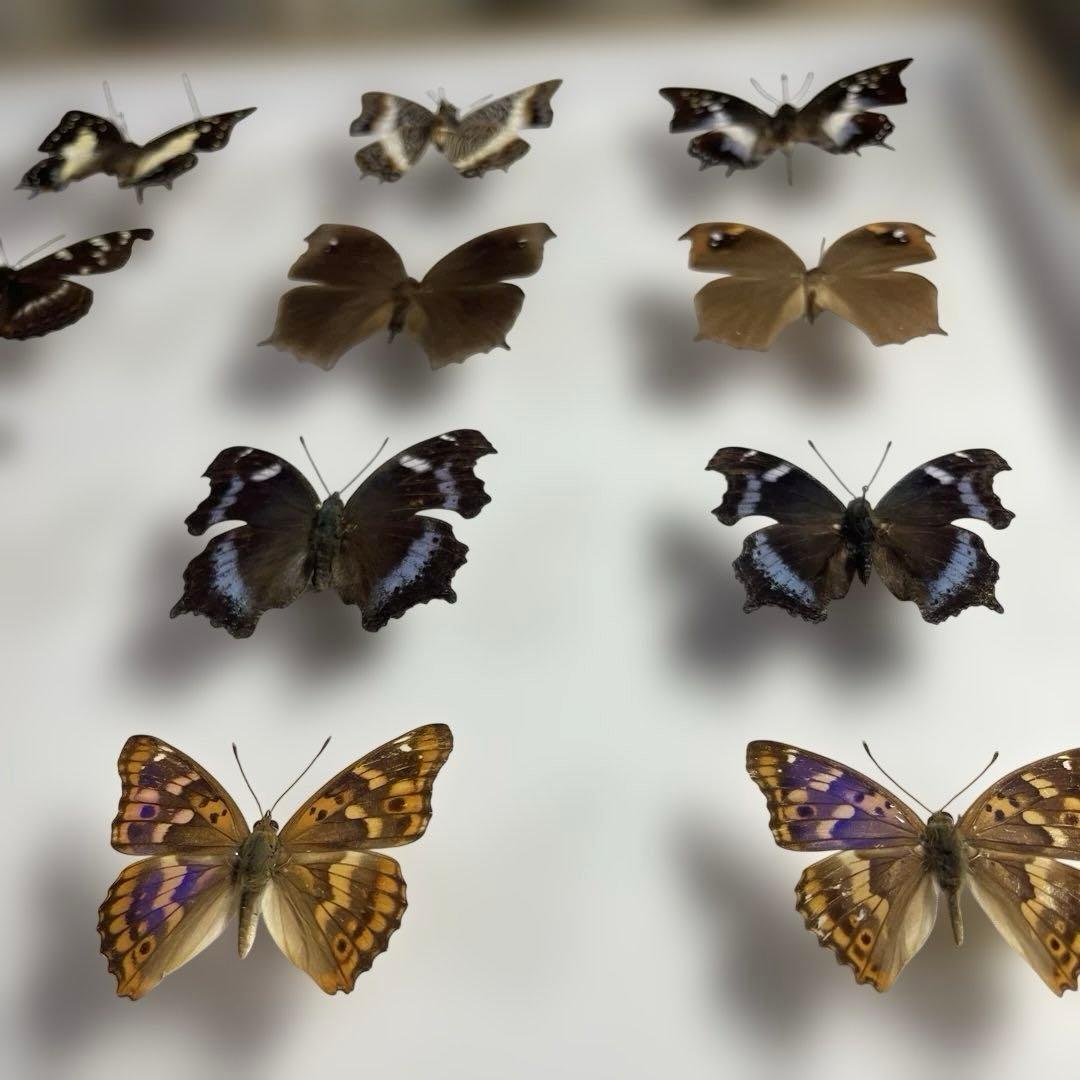 蝶標本、16匹 UV防止膜ドイツ箱