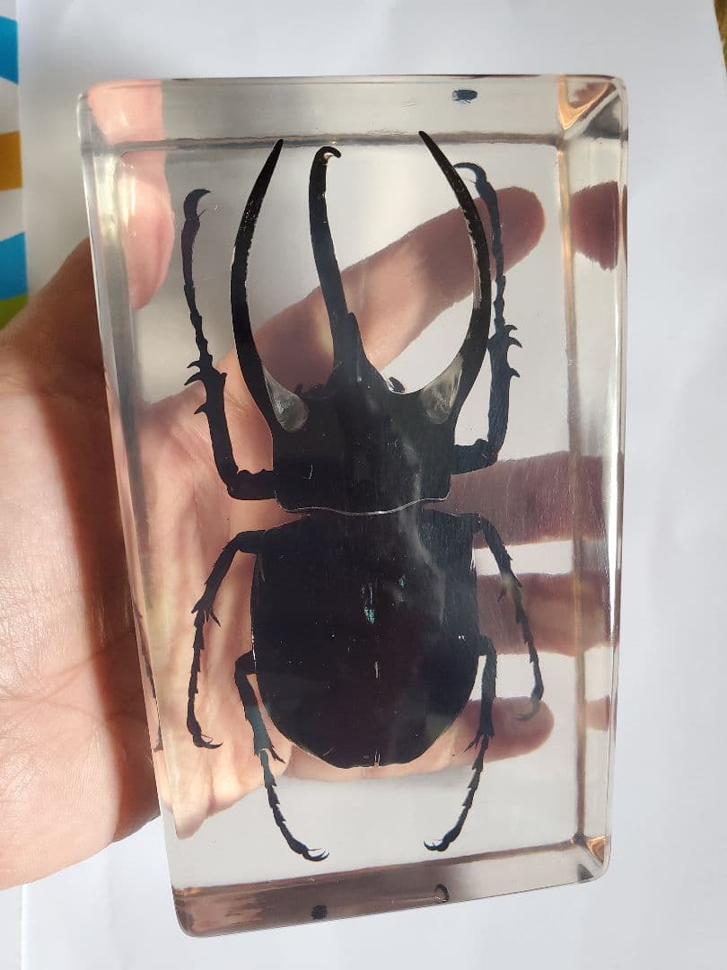 コーカサスオオカブト　ウェイト