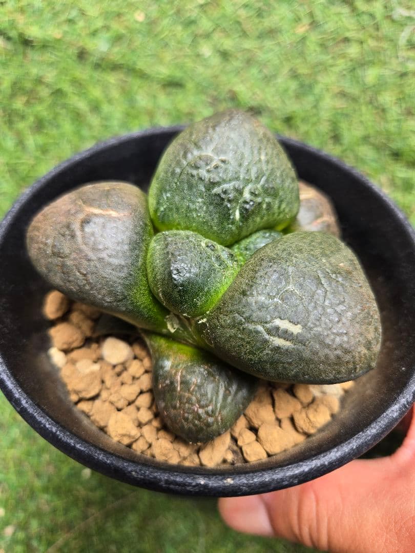 大疣連山 - 実生