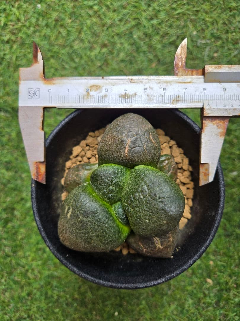 大疣連山 - 実生